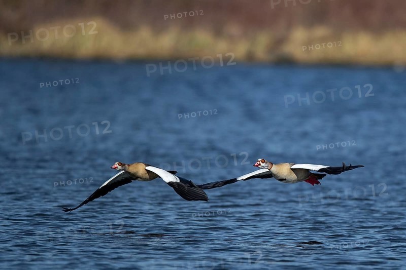 A pair of Nile geese flying over a lake, Lake Kemnader, Ruhr area, North Rhine-Westphalia, Germany, Europe
