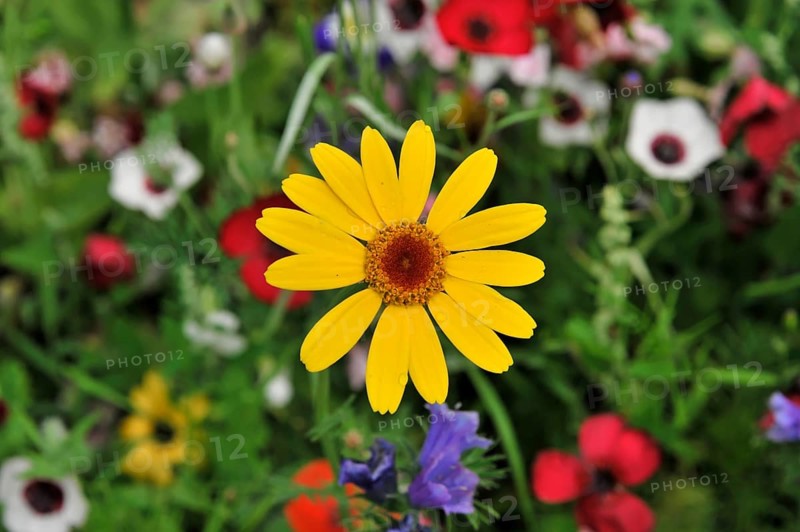 Colourful flower meadow, Schwaebisch Gmuend, Baden-Wuerttemberg, Germany, Europe