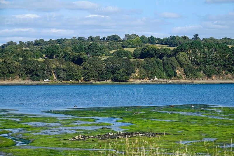 Greve de Tibidy at low tide, Hopital-Camfrout, Bay of Brest, Finistere Penn ar Bed, Bretagne Breizh, France, Europe