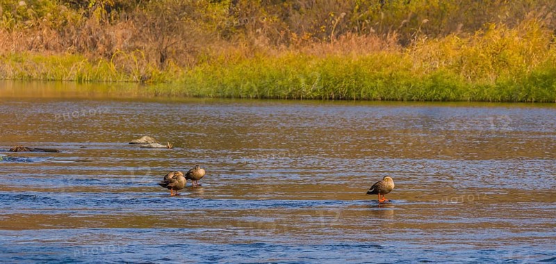 Four spot-billed ducks in shallow water in a flowing river with grass on shore in background