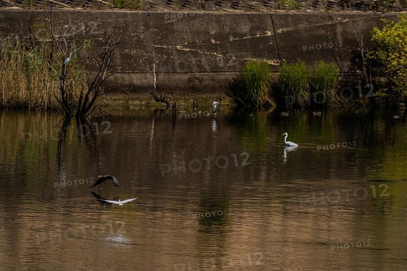 Cormorant and egret flying above river in front of concrete wall and river foliage