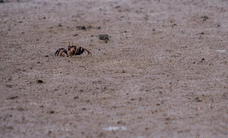 Closeup of a small sand crab walking on a muddy sandbar