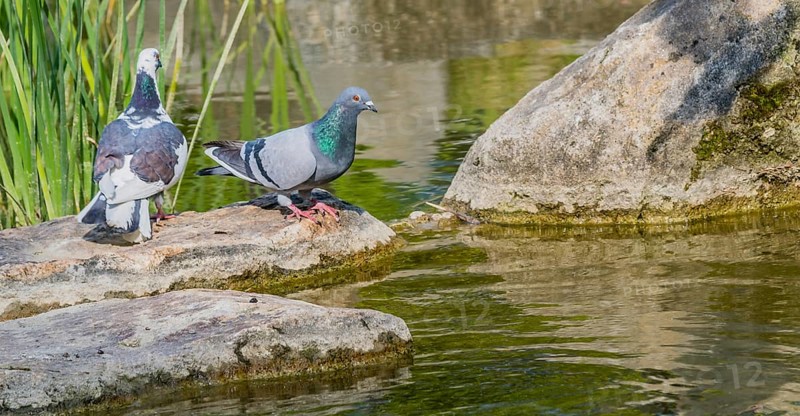 Two beautiful rock pigeon standing on large boulder next to a small pond
