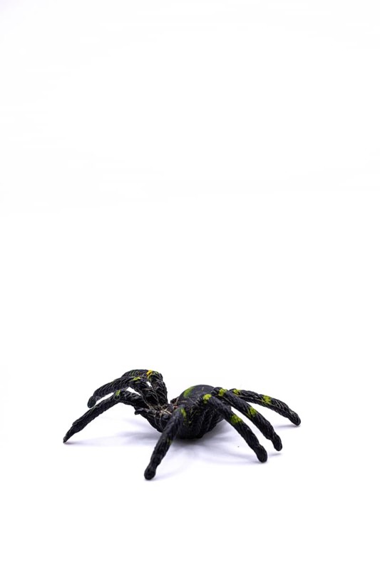 A black plastic spider on isolated background, Top view of a plastic spider on white background