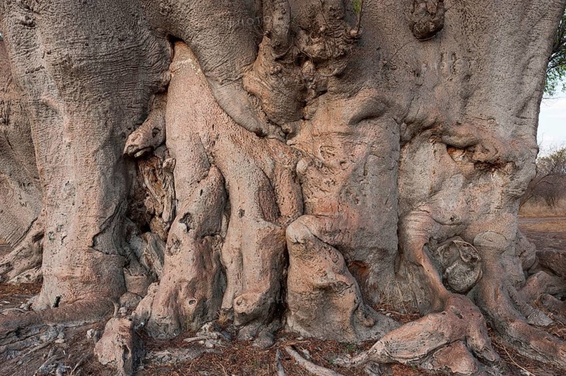 Giant tree trunk of african baobab (Adansonia digitata), baobab tree, deciduous tree, plant, flora, botany, striking, bark, shape, wood, nature, Namibia, Africa