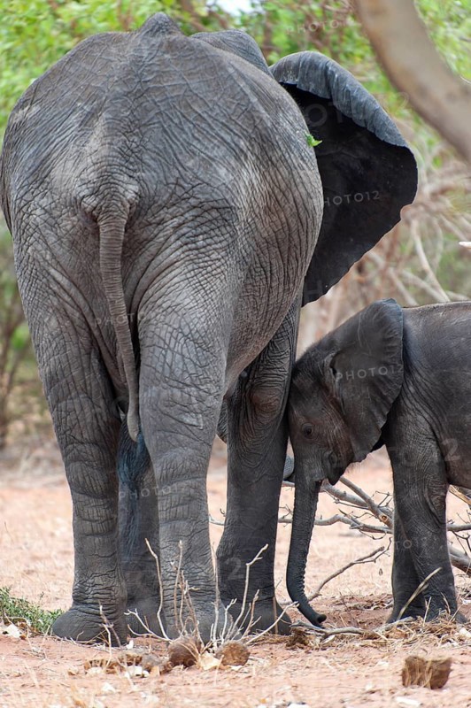 Small African elephant (Loxodonta africana), seeks protection from mother, family, confidence, trust, emotion, love, mother's love, Botswana, Africa