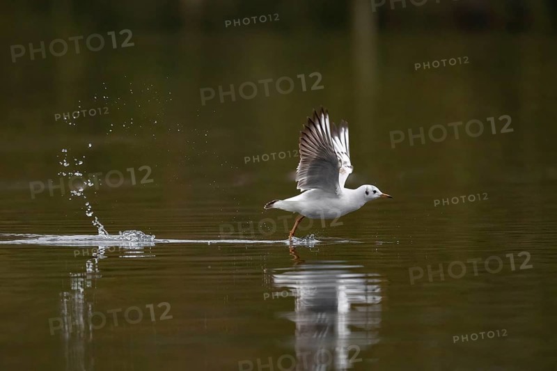 A Black-headed Black-headed Gull at take-off, Lake Kemnader, Ruhr area, North Rhine-Westphalia, Germany, Europe