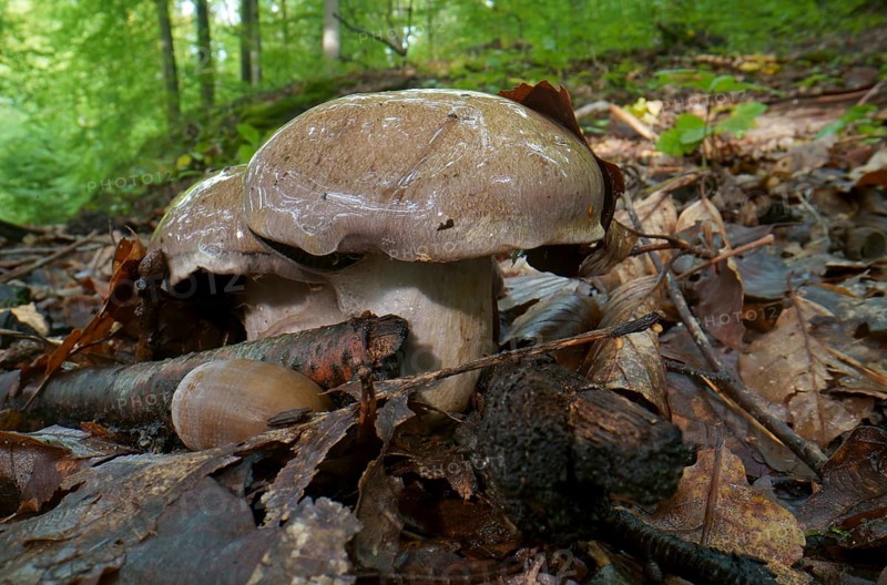 Pale boletus (Boletus impolitus), autumn forest, fruiting body, Hesse, Germany, Europe