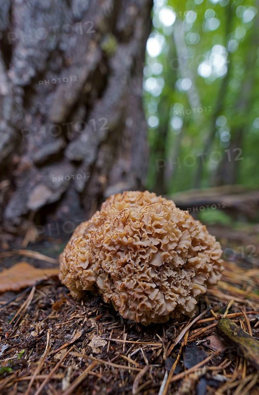 Wood cauliflower fungus (Wood Cauliflower crispa), Hesse, Germany, Europe