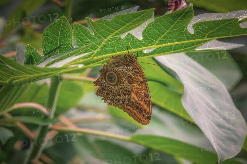 A butterfly with an eye pattern on the underside of its wings rests on a leaf, Krefeld Zoo, Krefeld, North Rhine-Westphalia, Germany, Europe