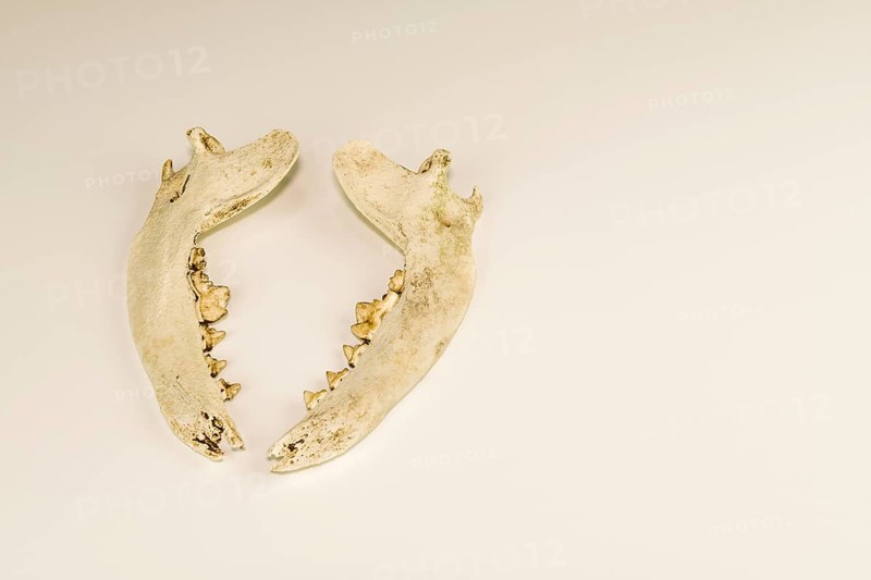 Jaw bones of dead animal with teeth intact isolated on white background
