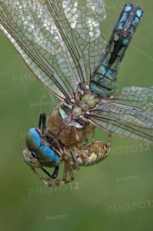 Wasp spider (Argiope bruennichi) with king dragonfly (Anax imperator), Emsland, Lower Saxony, Germany, Europe
