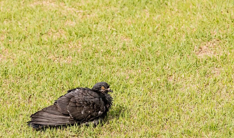 Closeup of black pigeon roosting on the ground in green grass