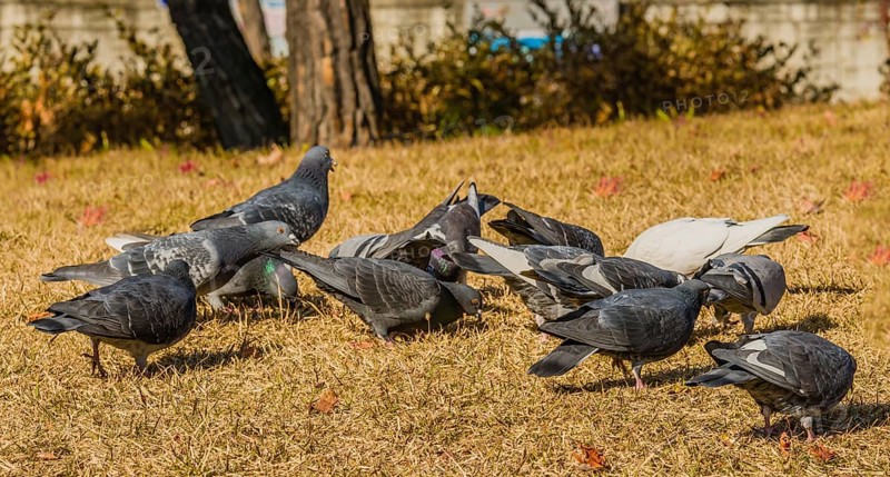 Closeup of a flock of rock pigeons feeding on the ground