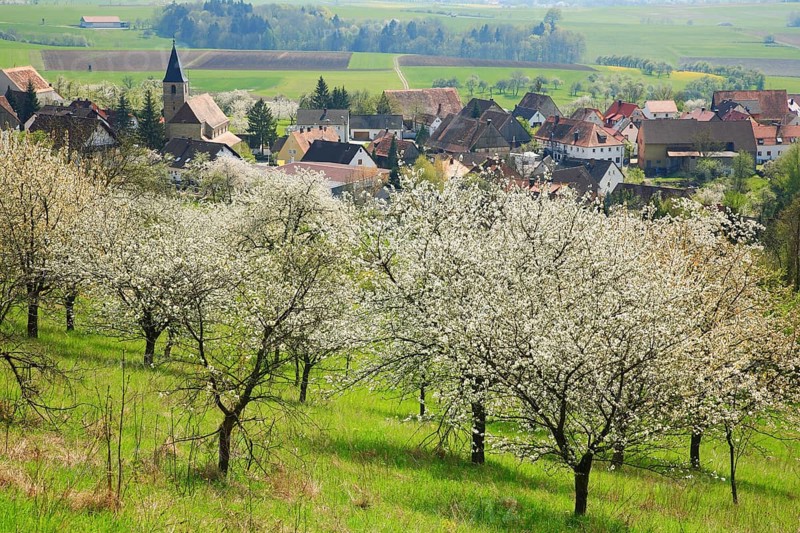 Cherry blossom near Schlaifhausen in Franconian Switzerland, district of Forchheim, Upper Franconia, Bavaria, Germany, Europe