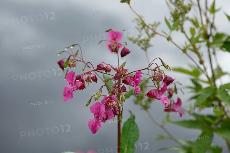 Lamprocapnos (Lamprocapnos spectabilis) or Herzerlstock, flowers, Germany, Europe