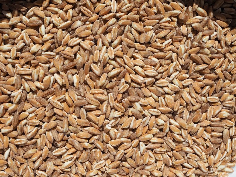 Emmer wheat cereals food