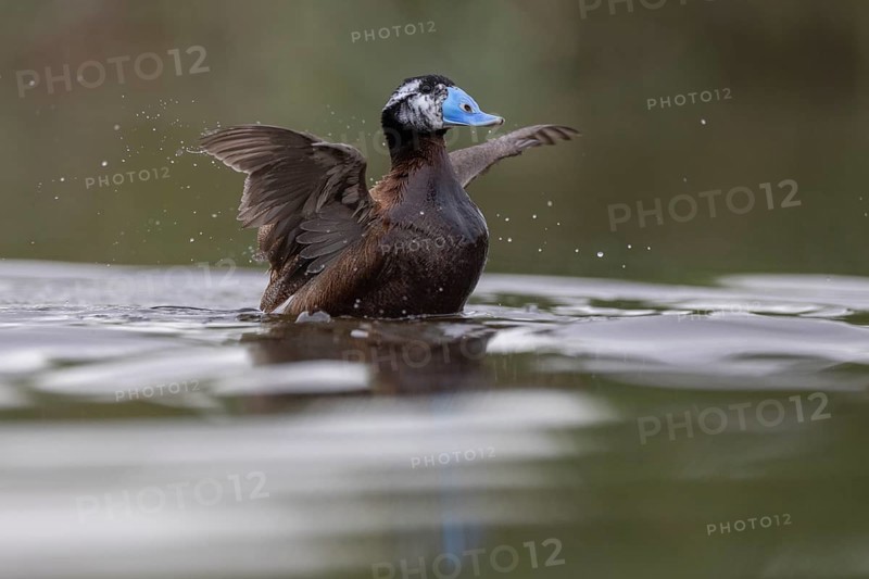 White-headed Duck (Oxyura leucocephala), El Taray wetland, Castilla-La Mancha, Spain, Europe
