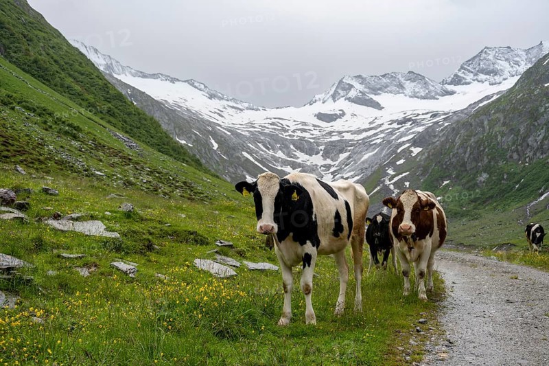 Cows on the alpine meadow, Schlegeisgrund valley, glaciated mountain peaks Hoher Weiszint and Schlegeiskees glacier, Berliner Hoehenweg, Zillertal, Tyrol, Austria, Europe