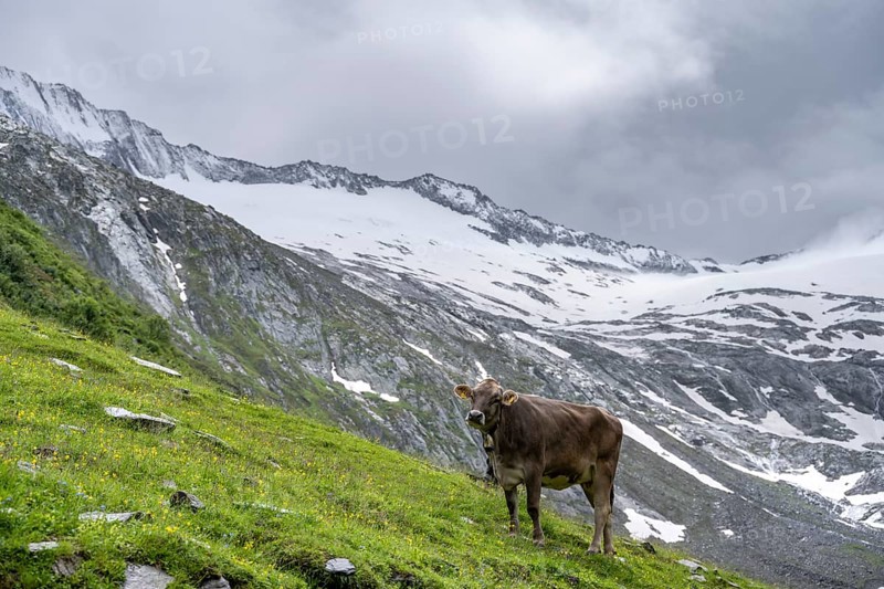 Cow on an alpine meadow, Schlegeisgrund valley, glaciated mountain peaks, Schlegeiskees glacier, Berliner Hoehenweg, Zillertal, Tyrol, Austria, Europe