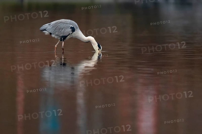A grey heron fishing, Lake Kemnader, Ruhr area, North Rhine-Westphalia, Germany, Europe