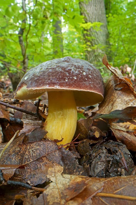 Red-legged boletus, red-legged boletus, felt boletus, felt boletus, Xerocomus, boletes, Boletaceae, boletaceae (Boletales) (Xerocomus chrysenteron), Hesse, Germany, Europe