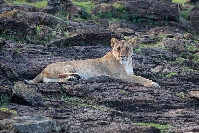 Lion (Panthera leo) Masai Mara Kenya