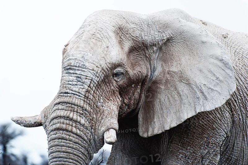 White African elephant (Loxodonta africana) in Etosha National Park, white from salt pan dust, animal, wild, free living, wilderness, safari, Namibia, South West Africa, Africa