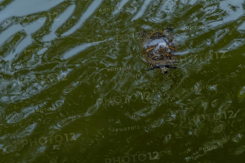 Turtle swimming at surface of pond with head sticking out of water in public park