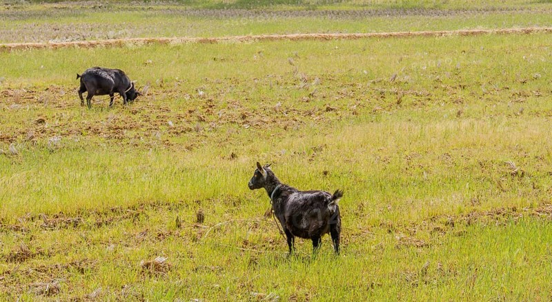 Two adult black Bengal goats with collars around their neck in an open field