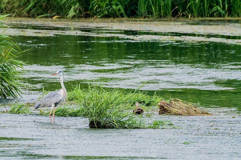 Little blue heron standing on a pebbled sandbar in a shallow river hunting for food