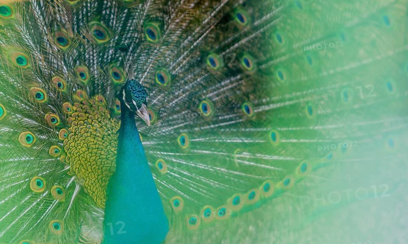 Extreme closeup of a beautiful blue peacock with his tail feathers extended out with a soft green blur in the foreground
