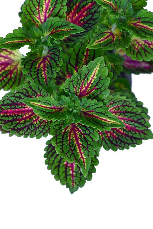 Top view of painted nettle 'Coleus Blumei' plant with dark pink veins on white background