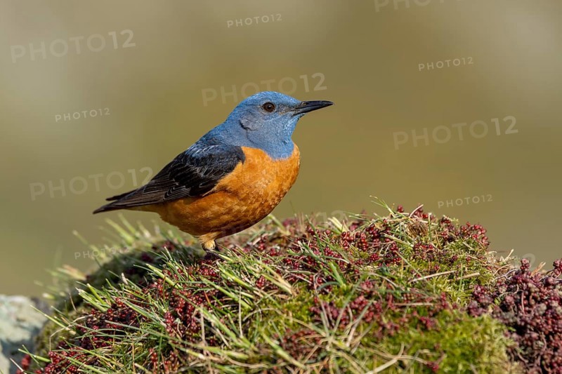 Common rock thrush (Monticola saxatilis), male, Castile-Leon province, Picos de Europa, Spain, Europe