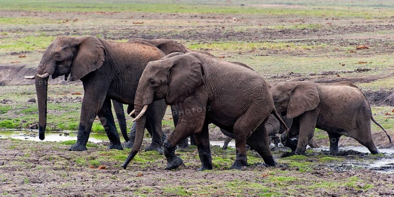 Elephant herd (Loxodonta africana), group, family, herd of animals, animal family, hiking, hike, safari in Chobe National Park, Botswana, Africa