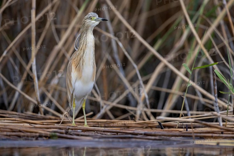 Squacco heron (Ardeola ralloides), at the edge of a reed bed, El Taray wetland, Castilla-La Mancha, Spain, Europe