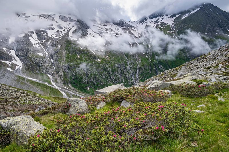 Cloudy mountain landscape with blooming alpine roses, view of rocky and glaciated mountains with summit Hochsteller, Furtschaglhaus, Berliner Hoehenweg, Zillertal, Tyrol, Austria, Europe