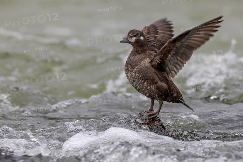 Harlequin duck (Histrionicus histrionicus), female, on a stone in a raging river, wings up, Laxa River, Lake Myvatn, Iceland, Europe