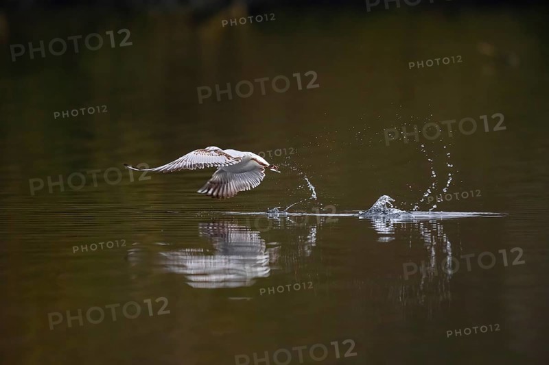 A Black-headed Black-headed Gull at take-off, Lake Kemnader, Ruhr area, North Rhine-Westphalia, Germany, Europe