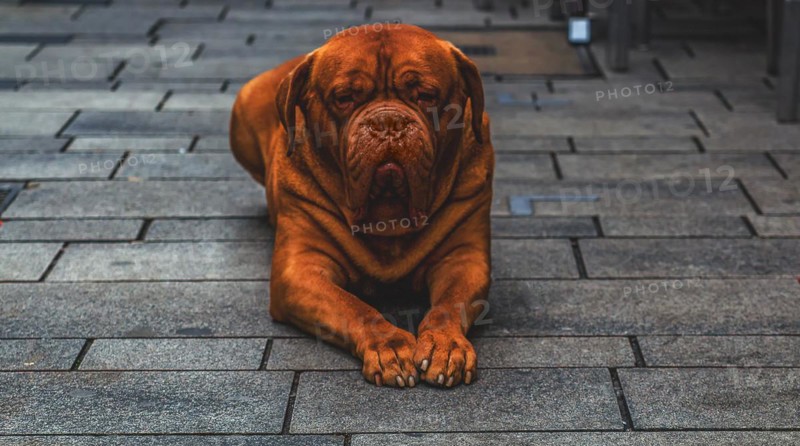 A calmly sitting Bordeaux Mastiff on a cobbled street with a serious expression on his face, Duesseldorf, North Rhine-Westphalia, Germany, Europe