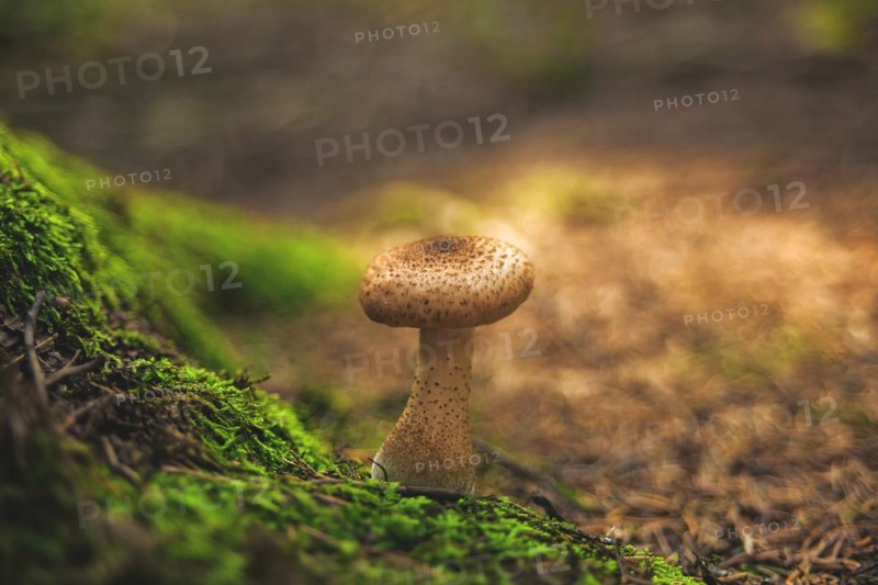 A single mushroom on a moss-covered hill in the forest, soft light in the background, Wuppertal Vohwinkel, North Rhine-Westphalia, Germany, Europe