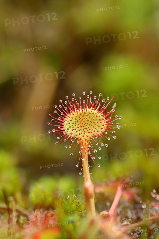Common sundew (Drosera rotundifolia), carnivorous plant in a marshy area, North Rhine-Westphalia, Germany, Europe