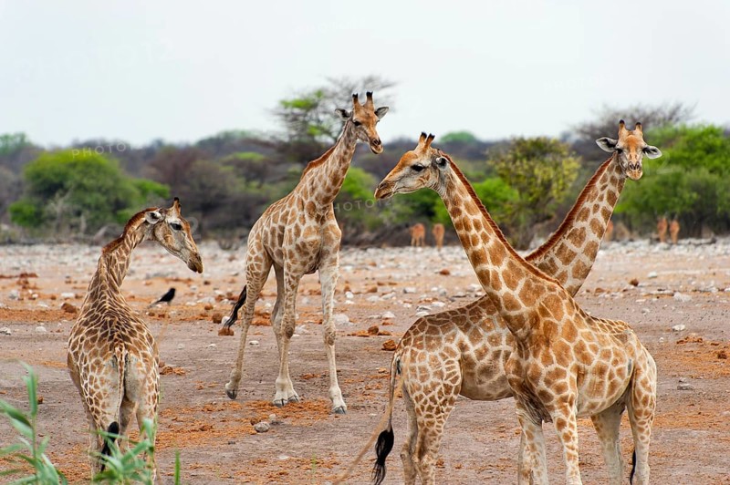 Angolan giraffe (Giraffa giraffa angolensis) giraffe, herd, group, several, walking, Etosha National Park, Namibia, South West Africa, Africa