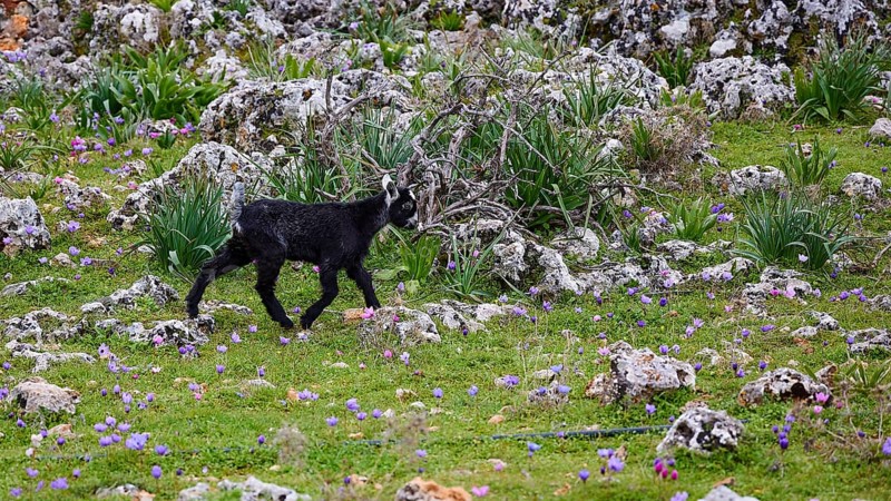 A black goatling (caprae) explores a rocky area with green vegetation, Aradena Gorge, Aradena, Sfakia, Crete, Greece, Europe