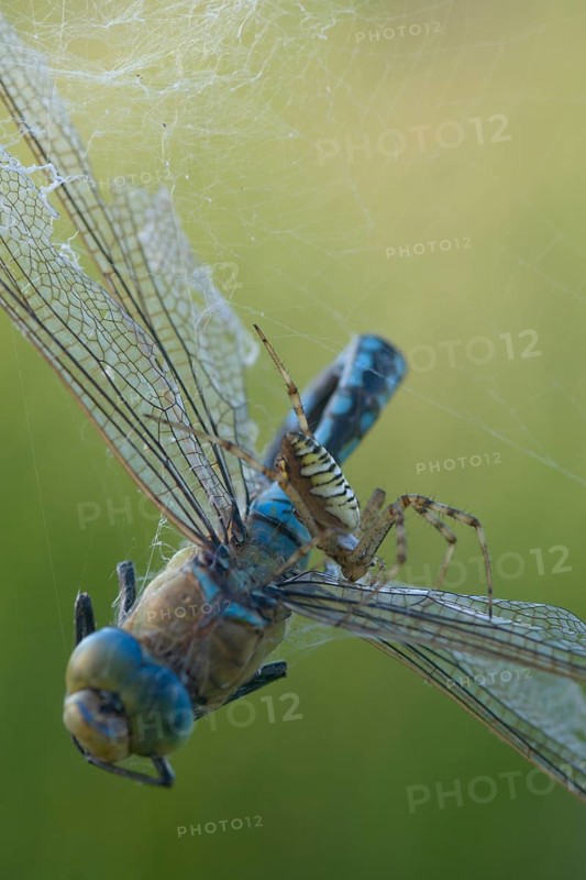 Wasp spider (Argiope bruennichi) with king dragonfly (Anax imperator), Emsland, Lower Saxony, Germany, Europe