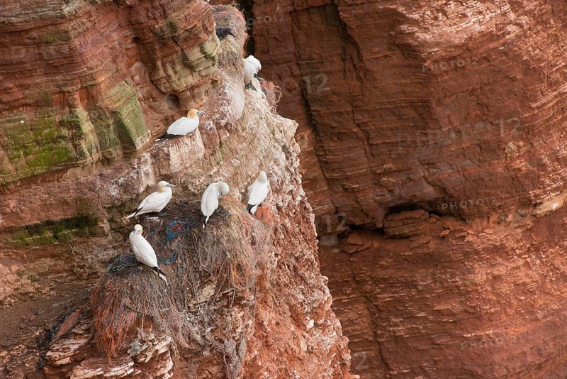 Northern gannet (Morus bassanus) (synonym: Sula bassana), several adult birds and chicks in juvenile plumage sitting on nests made from quantities of old fishing nets, plastic debris, plastic ropes and rubbish, a dead bird, half decomposed, hangs in the plastic after getting caught in it, symbolic image marine pollution, danger from plastic debris, red rock cliff by the sea, gannet colony on the Lummenfelsen, Helgoland Island, North Sea, Schleswig-Holstein, Germany, Europe