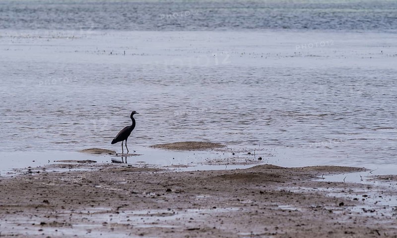 Pacific reef heron standing in shallow water next to the shoreline