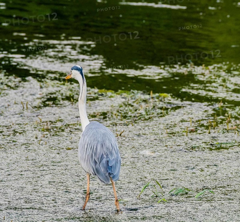 Little blue heron standing on a pebbled sandbar in a shallow river hunting for food