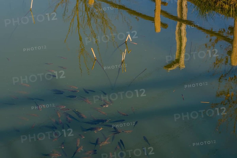 Closeup of a school of small fish swimming at the surface of a pond near short white reeds with tree and fence railing reflected in the water