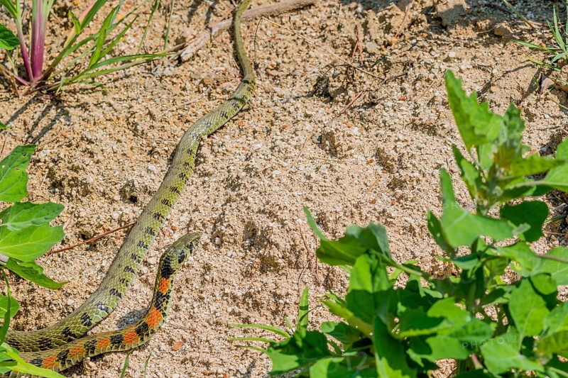 Green garter snake with red and black markings with head raised as it crawls on ground in garden